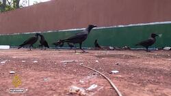 Kenya’s invasive crows: Measures taken to stop birds destroying ecosystem Instructional Video