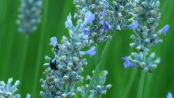 In Bloom: The Vibrant Life of a Lavender Farm Instructional Video