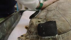Meet Harbor, The Green Sea Turtle Instructional Video