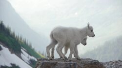 Glacier National Park - Mountain Goats Instructional Video
