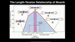 Exercise Physiology | Skeletal Muscle Length-Tension Relationship Instructional Video