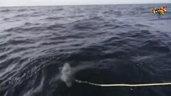 Video of damaged Nord Stream pipeline News Clip