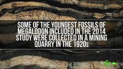 Great Whites May Have Taken Out Megalodon 3.6 Million Years Ago | SciShow News Instructional Video