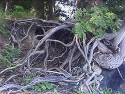 Plant Parts: Summing Up Instructional Video