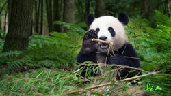 Why Can’t We Clone Endangered Species to Save Them? Instructional Video