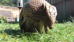 UK zoos' future threatened by COVID-19 lockdown News Clip