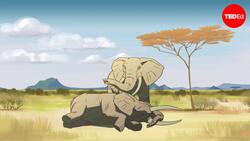 TED-Ed: Can other animals understand death? | Barbara J. King Instructional Video