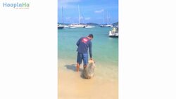 Ziggy The Pig Is A One Of A Kind, Unique Pet Instructional Video