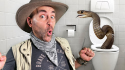 Angry Brown Snake in Toilet! Instructional Video