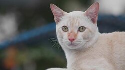 4K close up Young Thailand tabby cat walking on wall. Cute small kitten walk alone and sitting slowly on wall with green nature in background. Concept: Nature, Animal, life. Stock Footage
