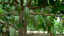 Cacao Tree (Theobroma cacao). Organic cocoa fruit pods in nature. Stock Footage