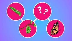The Truth About Butterfly Metamorphosis (It's Very Weird) Instructional Video