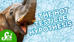 Why Elephants Rarely Get Cancer Instructional Video