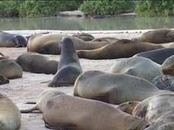 Evolution Review Instructional Video