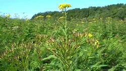 Wilderness And Unspoiled Nature At The Shiretoko National Park In Hokkaido, Japan Stock Footage