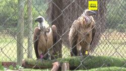 African conservationists saving vultures from going extinct News Clip
