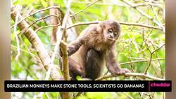 Brazilian Monkeys Make Stone Tools, Scientists Go Bananas News Clip