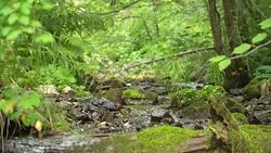 Clean creek in the forest near the waterfall. Stock Footage
