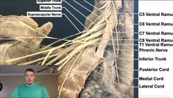 Brachial Plexus EXPLAINED! (Using a Cadaver) Instructional Video