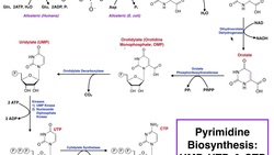 Nucleotide Metabolism | Pyrimidine Biosynthesis (UTP & CTP) Instructional Video