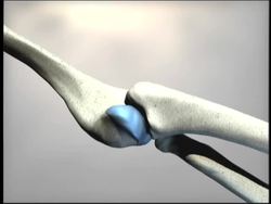 The Importance of Cartilage in the Skeletal System Instructional Video