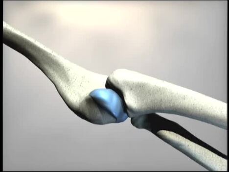 The Importance of Cartilage in the Skeletal System
