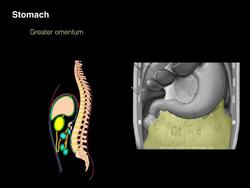 GI tract Instructional Video