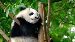 Giant panda bear cub on a tree Stock Footage