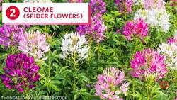 5 Things You Can Still Plant in August Instructional Video