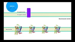 Myasthenia Gravis | Mechanism & Presentation Instructional Video