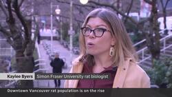 Vancouver’s rat population is booming News Clip