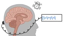 What Are Brain Waves? Instructional Video