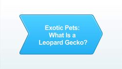 What Is a Leopard Gecko? Instructional Video