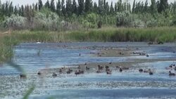 CLEAN : Fracking leaves heavy footprint in Argentina's Patagonia News Clip