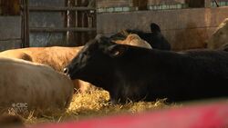 Meet P.E.I.'s new Livestock Champion: Her mission is to grow the Island's beef herd News Clip