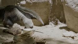 Did You Know That Anteaters Bathe in Mud? Instructional Video