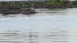 Hippos wading in the Zambezi River News Clip