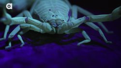 The Deadliest Scorpion in America! (Part 2) Instructional Video