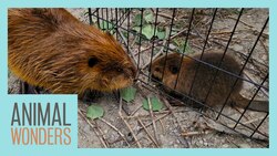 Beavers Meet! Will They Be Friends? Instructional Video