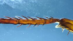 Legs of an Insect Stock Footage