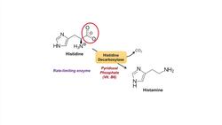 Histamine Synthesis and Metabolism Pathway Instructional Video