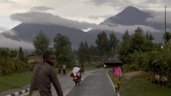 VOICED : Too many gorillas? The great apes' hunt for space in Rwanda News Clip