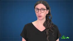 Meet the Worlds Worst Carnivore the Kinkajou Instructional Video