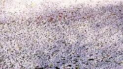 Cherry Blossom aka Sakura Leaf Falling on the Ground in the water in Tokyo Japan Stock Footage