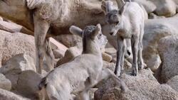 Bighorn Sheep's Horns Can Weigh Up to 20 Pounds Instructional Video