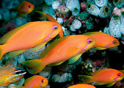 Species Instructional Video