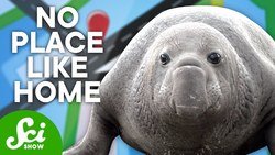 The Secret Behind Elephant Seals Migration Instructional Video