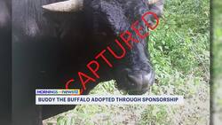 Buddy the Buffalo living free after pandemic-era escape from Connecticut slaughterhouse News Clip