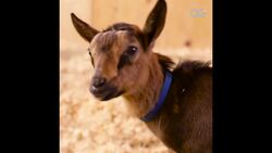 This Farm Gives Animals a Second Chance on Todays Daily Diversion Instructional Video