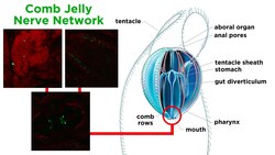 Phylum Ctenophora: Comb Jellies Instructional Video